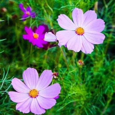 我的野蛮校花3d游戏下载